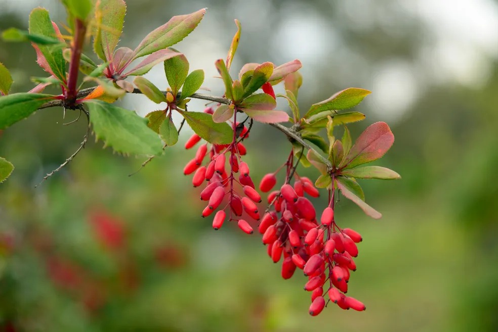 Bеrbеrinе НСL - Natural Blood Sugar Support
